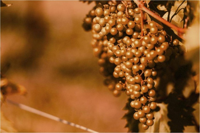 Vineyard Shoot Image